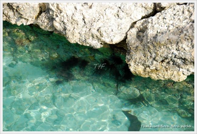 Thalasso034.JPG